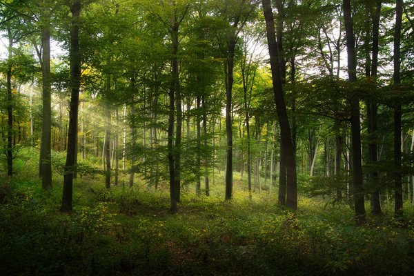 Spécialiste des arbres : diagnostics pour préserver vos végétaux